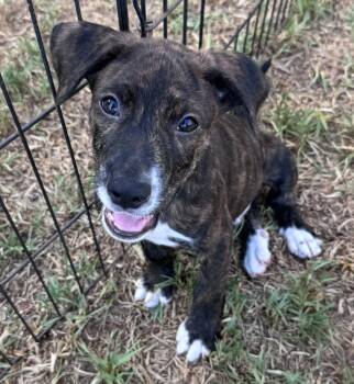Telemachus -  Labrador Retriever Dog for Adoption in San Diego, California - Telemachus | PetCurious