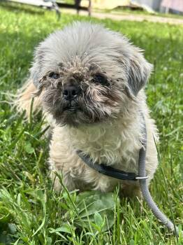 Minnie -  Shih Tzu Dog for Adoption in Brunswick, Ohio - Minnie | PetCurious