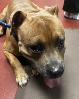 Adonis -  Pit Bull Terrier Dog for Adoption in Salisbury, Maryland - Adonis | PetCurious