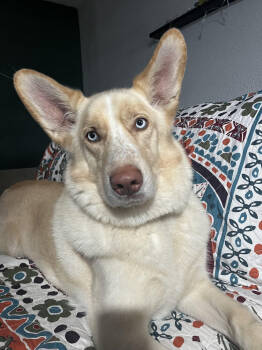 Rescue Husky and German Shepherd Dog Dogs for Adoption in Chattanooga, Tennessee - Maverick | PetCurious