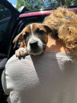 April (AVAILABLE 6/16) -  Boxer and Mixed Breed Dog for Adoption in Leverett, Massachusetts - April (AVAILABLE 6/16) | PetCurious
