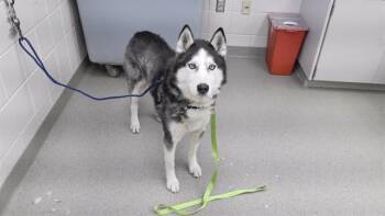 ZUMA -  Siberian Husky Dog for Adoption in Omaha, Nebraska - ZUMA | PetCurious