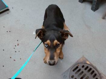 Rescue Doberman Pinscher and Mixed Breed Dogs for Adoption in Albuquerque, New Mexico - SLADE | PetCurious
