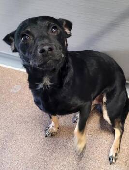 Rescue Miniature Pinscher and Chihuahua Dogs for Adoption in Commerce, Texas - Pedro | PetCurious