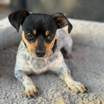 Chihuahua Dogs Available for Adoption in Ferndale, Washington - Theodore | PetCurious