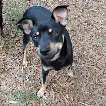 Monte Cristo -  Mixed Breed Dog for Adoption in Durham, North Carolina - Monte Cristo | PetCurious