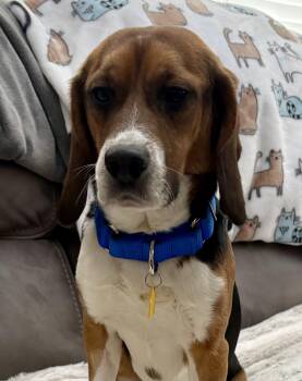 Beagle Dogs Available for Adoption - Eeyore | PetCurious