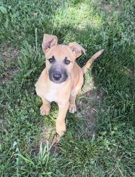 German Shepherd Dog Dogs Available for Adoption in Greeneville, Tennessee - Nixie (11wk PUPPY) | PetCurious
