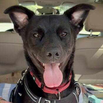 Labrador Retriever Dogs Available for Adoption - MONICA- Needs A Foster Or Adopter | PetCurious