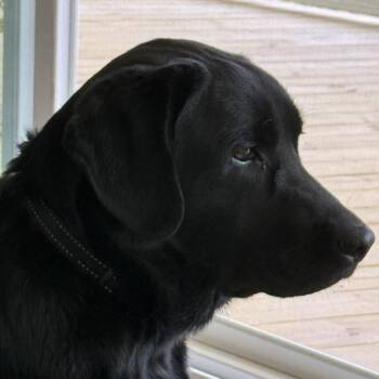 ALPHARETTA - Sadie -  Black Labrador Retriever Dog for Adoption in Blairsville, Georgia - ALPHARETTA - Sadie | PetCurious