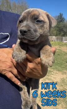 Mixed Breed Dogs Available for Adoption - KIRK | PetCurious