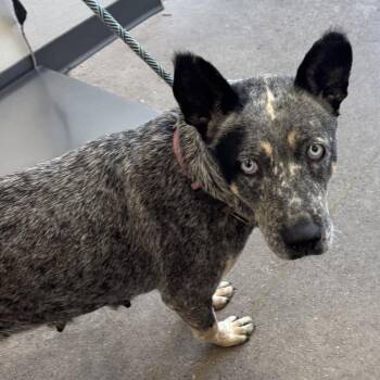 111360 -  Mixed Breed Dog for Adoption in Las Cruces, New Mexico - 111360 | PetCurious