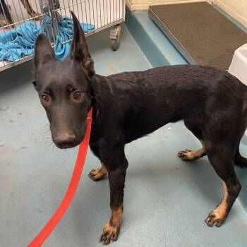 Rescue Mixed Breed Dogs for Adoption in Bartlett, Tennessee - Rabbit | PetCurious