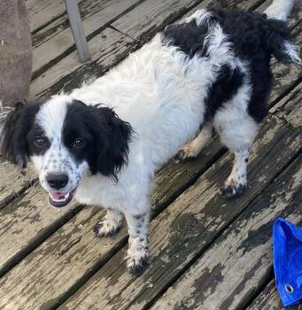 Pipp -  Spaniel Dog for Adoption in Longview, Texas - Pipp | PetCurious