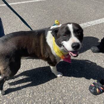 Baby Hoss -  Cattle Dog and Corgi Dog for Adoption in Bismarck, North Dakota - Baby Hoss | PetCurious