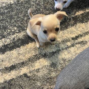 Chihuahua Dogs Available for Adoption in Woodruff, South Carolina - Yoda | PetCurious