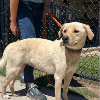 Kayla -  Yellow Labrador Retriever and Mixed Breed Dog for Adoption in Potomac, Maryland - Kayla | PetCurious