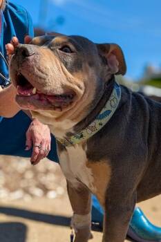 Ringo -  Mixed Breed Dog for Adoption in Cincinnati, Ohio - Ringo | PetCurious