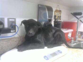 German Shepherd Dog and Mixed Breed Dogs Available for Adoption - MONSIGNOR | PetCurious