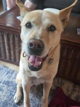 Yellow Labrador Retriever and Golden Retriever Dogs Available for Adoption in Kansas City, Missouri - Laila | PetCurious