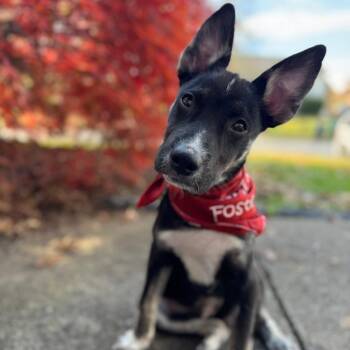 Rescue Mixed Breed Dogs for Adoption in Jeffersonville, Indiana - Joker | PetCurious