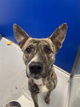 Rescue Belgian Shepherd Malinois and Pit Bull Terrier Dogs for Adoption in New Kensington, Pennsylvania - Calypso | PetCurious