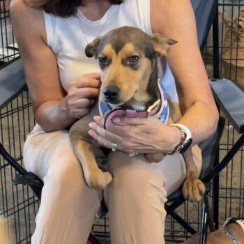 Forest -  Shepherd Dog for Adoption in San Diego, California - Forest | PetCurious