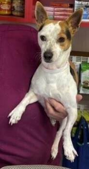 Spencer -  Jack Russell Terrier and Rat Terrier Dog for Adoption in Dawson, Georgia - Spencer | PetCurious