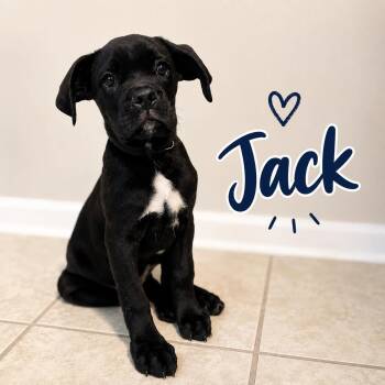 Jack -  Cane Corso and Boxer Dog for Adoption in Youngstown, Ohio - Jack | PetCurious