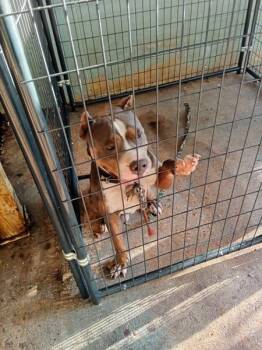 Walter -  Pit Bull Terrier Dog for Adoption in Mobile, Alabama - Walter | PetCurious