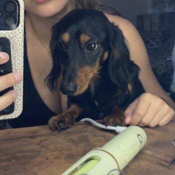 Rudy -  Dachshund Dog for Adoption in Royse City, Texas - Rudy | PetCurious
