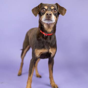 PLUTO -  Chihuahua Dog for Adoption in Portland, Oregon - PLUTO | PetCurious