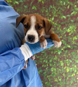 Rescue Labrador Retriever and Mixed Breed Dogs for Adoption in San Antonio, Texas - Opportunity | PetCurious