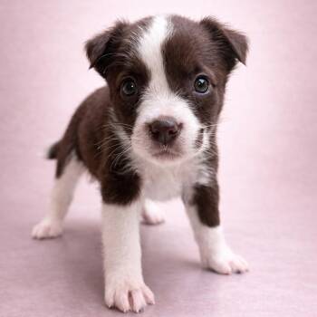 Mixed Breed Dogs Available for Adoption - Torvi | PetCurious