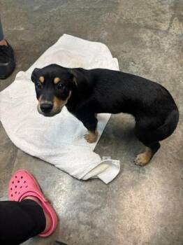 Labrador Retriever and Australian Cattle Dog Blue Heeler Dogs Available for Adoption in Paducah, Kentucky - Trefoils | PetCurious