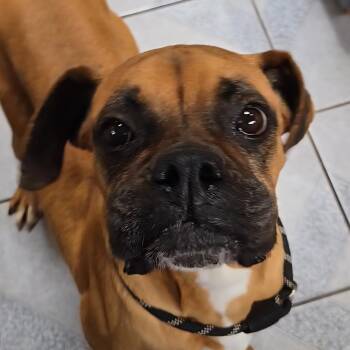 Boxer Dogs Available for Adoption - Tansy | PetCurious