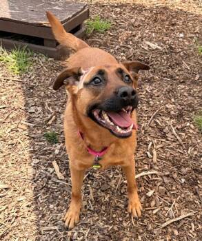 ROXI -  German Shepherd Dog Dog for Adoption in Leesburg, Virginia - ROXI | PetCurious