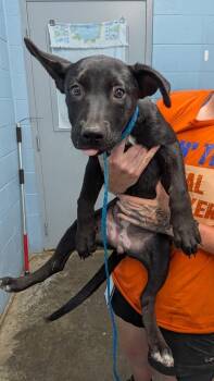 Beetle -  Labrador Retriever Dog for Adoption in Evansville, Indiana - Beetle | PetCurious