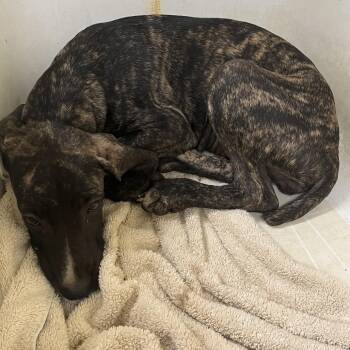 Maple -  Cane Corso and Mixed Breed Dog for Adoption in Palestine, Texas - Maple | PetCurious