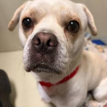 Brody - Good Things Come in Small Packages -  French Bulldog and Chihuahua Dog for Adoption in Kirkland, Washington - Brody - Good Things Come In Small Packages | PetCurious