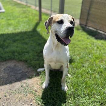 Dawn -  Great Dane Dog for Adoption in Weldon, Illinois - Dawn | PetCurious