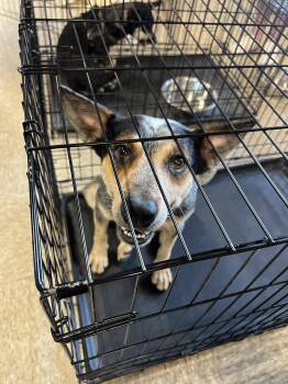 Queenie -  Australian Cattle Dog Blue Heeler Dog for Adoption in Fort Collins, Colorado - Queenie | PetCurious