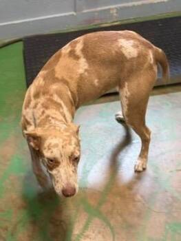 Mixed Breed Dogs Available for Adoption in Brookhaven, Mississippi - Hunter 26 | PetCurious