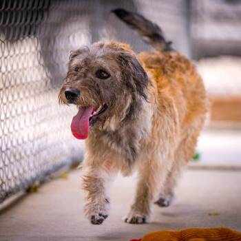TUCKER -  Poodle and Terrier Dog for Adoption in Joshua Tree, California - TUCKER | PetCurious