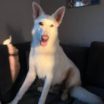 Icee -  German Shepherd Dog Dog for Adoption in Pasadena, California - Icee | PetCurious
