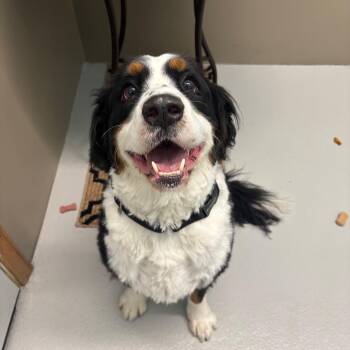 Bernese Mountain Dog and Cavalier King Charles Spaniel Dogs Available for Adoption in Milan, Illinois - Dante | PetCurious