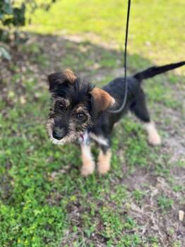Wirehaired Terrier and Mixed Breed Dogs Available for Adoption - Lucy | PetCurious