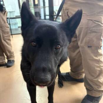 Shepherd Dogs Available for Adoption in Gadsden, Alabama - Smoke | PetCurious