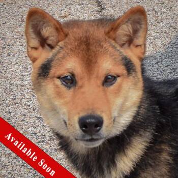 Mako -  Shiba Inu Dog for Adoption in Huntley, Illinois - Mako | PetCurious