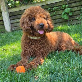 Poodle Dogs Available for Adoption in Columbia, Maryland - Luna (I Have A Video) | PetCurious